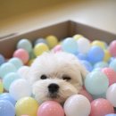 슈퍼해피독 이미지