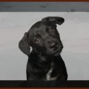 동빙고 부군당 이미지