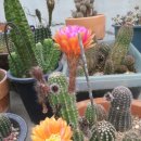 조은하루 이미지