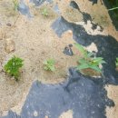 크로바농장 이미지