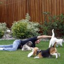 강아지와고양이 이미지