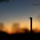 한효(아) 이미지