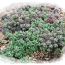 파랑새농장 이미지