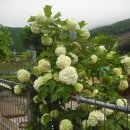 올림픽밸리 이미지