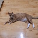 9월의 소원 동물병원 이미지