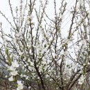 흰 앵두꽃 이미지