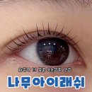 나무 아이래쉬 네이버블로그