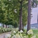 진교 메타세쿼이아길 이미지