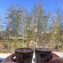 툇마루 | 강릉 카페 툇마루 커피 후기 (주말 웨이팅, 주차, 추천메뉴)