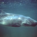 포유동물綱 - 고래目 - 말향고래科 - 꼬마향고래 이미지