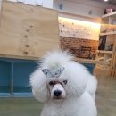 차르도르 애견카페 네이버블로그