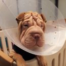 24시OK동물병원 이미지