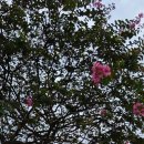 921호 소공원 이미지