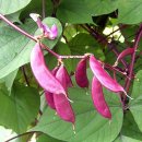 소학 Daum카페