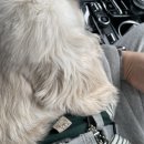 무아별장 | [제주/구좌]무아별장 (애견동반,자쿠지)