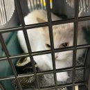 고양이 무마취미용 고미고미 화명점 이미지