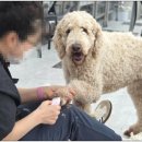 애견미용 이미지