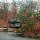 산새소리물새소리 | [회원데이 후기] 비 오는 겨울, 후원회원과 함께 걸은 창덕궁 후원 나무 산책