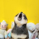 동그리펫 이미지