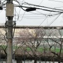 거제-사등-사등-비상-16 | 26.4.1. 벚꽃의 계절🌸