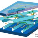 세포벽 cell wall 이미지