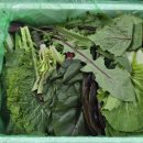 지평농장 | 유러피안채소추천 지평농부 쌈채소 모듬쌈 택배 후기