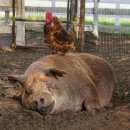 이수농장 이미지