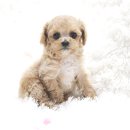 셰퍼트 분양 | 남양주강아지분양 개는 훌륭하다!