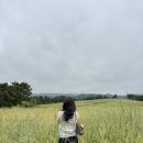 메밀밭 - 강남구 | 흐린 날도 충분히 예뻤다, 제주 오라동 메밀밭 추천 후기