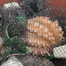 목포세발낙지 이미지