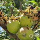38PC 이미지