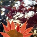 언양닭칼국수병영점 이미지