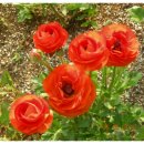 오늘나의정원 이미지