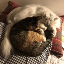 멍개그루밍 이미지