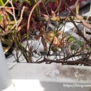 여울그루밍 이미지