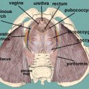 골반저(pelvic floor) 근육 muscle 이미지