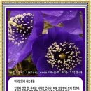 너라는꽃