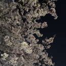 신창제4어린이공원(솔솔) | 어린이대공원 야간벚꽃 밤벚꽃 실시간 위치 방문 후기