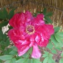 한일레포츠 이미지