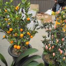 낑깡이랑 이미지