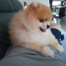 펫살롱모우 이미지