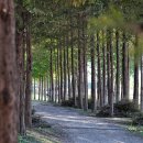 에코트리(Eco tree)