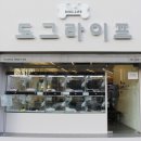 도그라이프 대구강아지분양 이미지