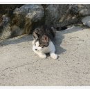 우리집 야옹이 이미지