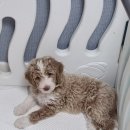 스탠푸켄넬 이미지