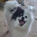 오태동물병원 이미지