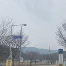 대규미나리 이미지