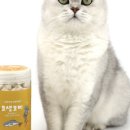 고양이집:고집 이미지