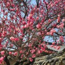 금호문구 | [공지] 서울 창덕궁 봄꽃 산책 – 매화·산수유·개나리 꽃 물드는 고궁의 봄