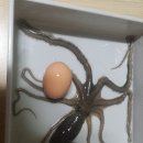 용낙지 이미지